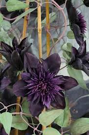 Clematis urophylla 'winter beauty', clematis 'new love', clematis napaulensis, clematis 'miss bateman', clematis x aromatica,. Double Purple Clematis Seeds Flowers Climbing Perennial Flower 25pcs In 2021 Clematis Flower Flowers Perennials Clematis Plants