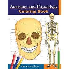 Sep 30, 2021 · how to use anatomy coloring pages for learning. Anatomy And Physiology Coloring Book By Anatomy Academy Paperback Target