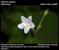 Image result for Hibiscus lobatus
