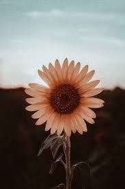 Little reminders groovy wallpaper aesthetic iphone wallpaper. Vsco Sunflower Wallpapers Top Free Vsco Sunflower Backgrounds Wallpaperaccess