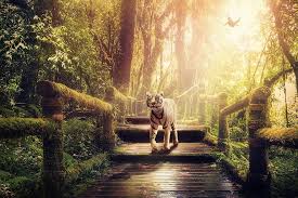 .descargar salto de tigre blanco libros gratis en pdf epub / un libro irreverente, provocador y políticamente incorrecto, que sólo podía ser escrito sito donde podrás leer libros. Selva Tigre Lejos Musgo Depredador Tigre Blanco Fantasia Gato Montes Gato Grande Majestuoso Mamifero Pikist