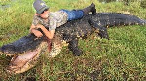 Monster 780 Pound Gator Caught In Florida Cnn