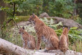 Part of the lynx (5) set. Euraziatische Lynx Onze Natuur