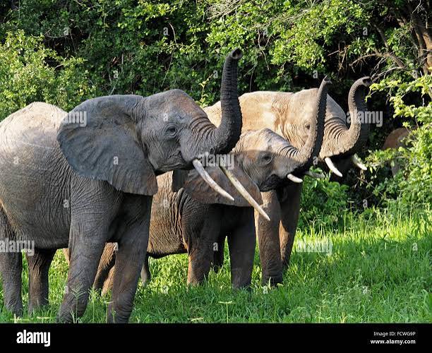 Saluting elephant hi-res stock photography and images - Alamy