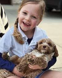 Sara Kastner (@cincylabradoodles) • Instagram photos and videos