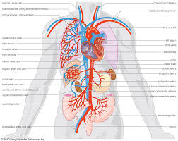 These vessels transport blood cells, nutrients, and oxygen to the tissues of the body. Celiac Artery Anatomy Britannica