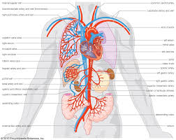 There are three major types of blood vessels: Gastric Artery Anatomy Britannica