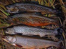 Then i look for the feeder streams, those thin but he cautions that the intrepid brookie angler has to manage expectations. Brook Trout Wikipedia