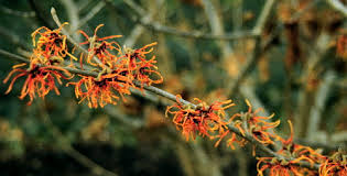 Image result for Hamamelidaceae