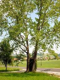 Was gibt es schöneres als einen saftigen apfelbaum im garten? Schwarz Pappel Baum Des Jahres 2006 Medienwerkstatt Wissen C 2006 2021 Medienwerkstatt