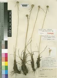 Image result for Ascolepis lineariglumis