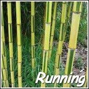 Black Bamboo Plants For Sale Ireland Yellow Green Striped Bamboo Plants Bamboo Seeds Bamboo Plants Phyllostachys