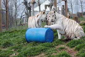 Nikk And Madi At National Tiger Sanctuary Whitetigers Tiger Branson Vacation Sanctuary Nationaltigersanctuary Bigcats Animals Animal Lover Big Cats