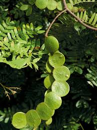 Image result for Cathormion