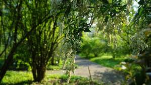 Der botanische garten der universität leipzig vereint auf einer fläche von rund drei hektar pflanzen aus den verschiedensten vegetationszonen der erde. Botanischer Garten Leipzig Bildungsangebote