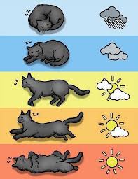 Does your dog or cat sleep on your bed with you? How Cat Sleeping Positions Forecast The Weather Cat Language Cat Behavior Cat Facts