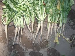 Planting Cover Crop Radishes With Wheat How Do You Plant