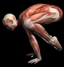 Lots Of Muscles Used In Bakasana Loved And Pinned By Www Downdogboutique Com To Our Community Pinterest Boards Yoga Anatomy Therapeutic Yoga Crane Pose