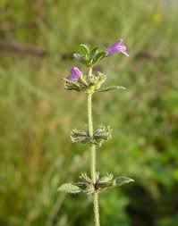 Image result for Clinopodium uhligii