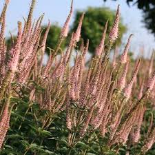 Veronicastrum virginicum 'erica' culver's root. 12 Veronicastrum Virginicum Erica Ideen Pflanzen Garten Gartenschirme