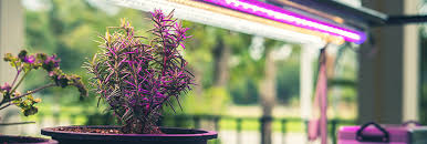 Growing plants using artificial light. Growing Under Lights Plants For All Seasons Since 1973