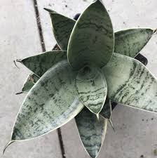 Image result for Sansevieria