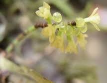 Image result for Diaphananthe sarcophylla