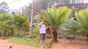 Go on our website and discover everything about your team. Mandioca Com Quase 4 Metros E Colhida No Interior De Rio Bananal A Gazeta