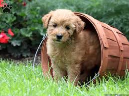 Whoodle puppies for sale at canine corral the #1 place on long island to buy your new puppy! Standard Whoodle Puppies For Sale Greenfield Puppies