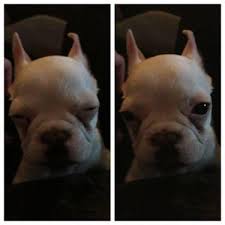 We did not find results for: French Bulldog Puppy Male For Sale In Eden Valley Minnesota Classified Americanlisted Com