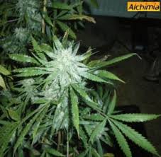 Check spelling or type a new query. Fungus Gnats And Cannabis Plants Alchimia Grow Shop