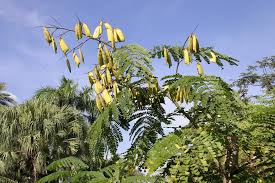 Image result for Caesalpinia sappan