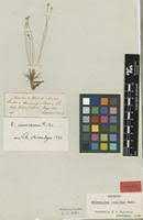 Image result for Eriocaulon abyssinicum