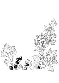 More 100 coloring pages from vegetables and fruits coloring pages category. Coloring Page Berries And Blossoms Free Printable Coloring Pages Img 9385