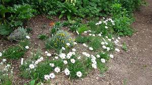 Image result for Osteospermum barberiae