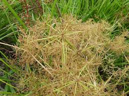 Image result for Cyperus tenuispica