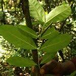 Image result for Tabernaemontana eglandulosa