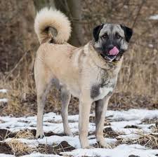 Favorite this post jun 17. Anatolian Shepherd Puppies For Sale Adoptapet Com