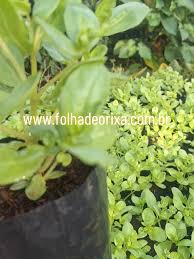 Image result for Aeollanthus suaveolens