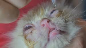 u kotenka gnoyatsya glaza chem lechit v domashnih usloviyah medikamentoznye i narodnye sredstva