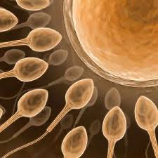 The first fraction of ejaculate is the most effective for conception date: Sperm And Semen Testing And Evaluation Centers Leading Edge Laboratories For Sperm And Semen Analysis Count Morphology Motility