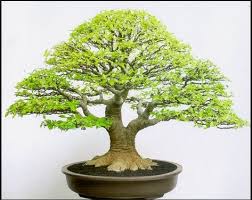 80 Ide Inspirasi Bonsai Bonsai Pohon Bonsai Pohon