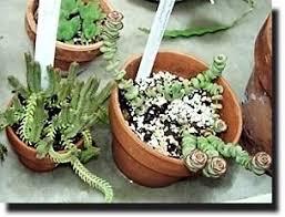 Image result for Cactaceae