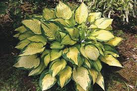 It has shrunk down to almost nothing since i planted it 8 years ago. Hosta Orange Marmalade Plants Amazing Gardens Hostas