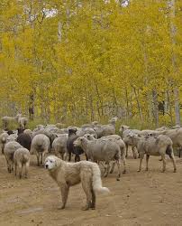 Guarding The Sheep Goruntuler Ile Akbas Coban Kopegi Kopek