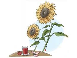 Unduh gratis berbagai kategori gambar bunga & alam menakjubkan. Si Cantik Yang Bisa Dikonsumsi