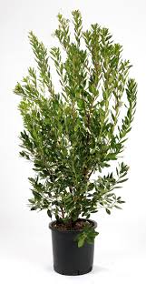 Arbousier Ou Arbustus Unedo Arbuste A Fruits Comestibles Resistant A La Secheresse Arbuste Arbustes A Fleurs Jardins