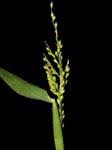Image result for Urochloa oligobrachiata