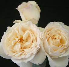 Ivory Garden Roses Bright Love Garden Roses Wedding Flowers Flower Delivery Rose Anniversary Flowers Cream Wedding Theme