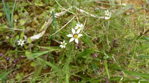 Image result for Sisyrinchium micranthum